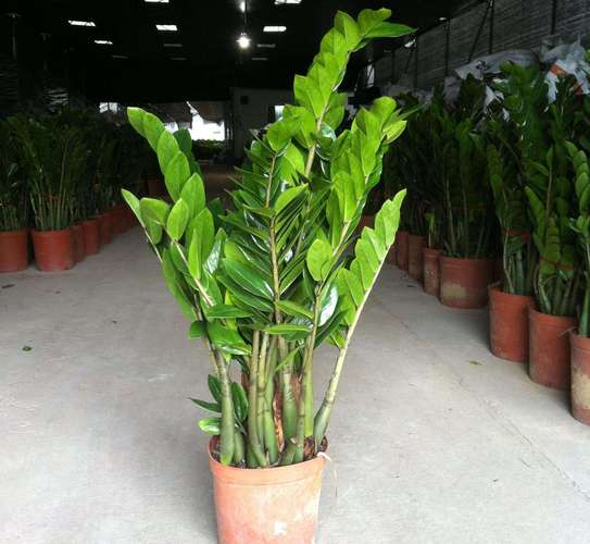 雪铁芋和金钱树区别，金钱树放客厅大忌？-第4张图片-优品飞百科