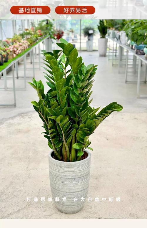 雪铁芋和金钱树区别，金钱树放客厅大忌？-第5张图片-优品飞百科