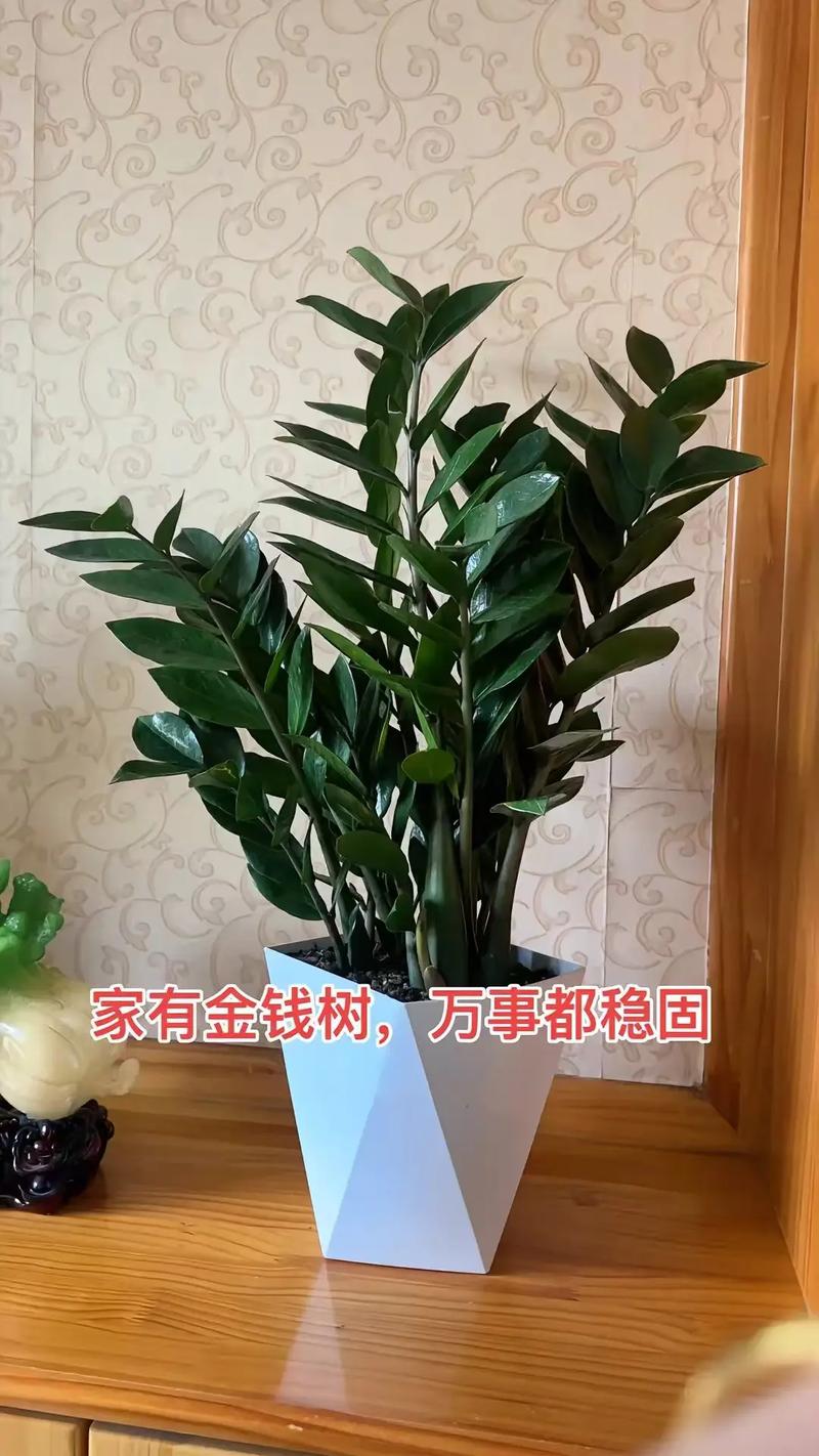 雪铁芋和金钱树区别，金钱树放客厅大忌？-第6张图片-优品飞百科