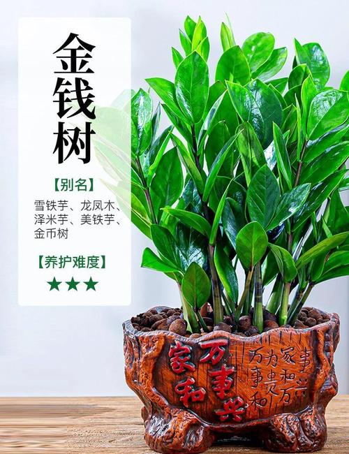 雪铁芋和金钱树区别，金钱树放客厅大忌？-第7张图片-优品飞百科