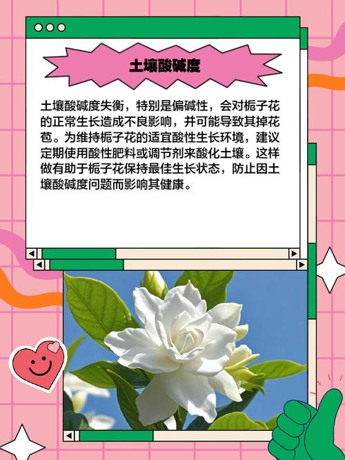 栀子花为什么掉花苞，栀子花掉花苞什么原因造成的？-第1张图片-优品飞百科
