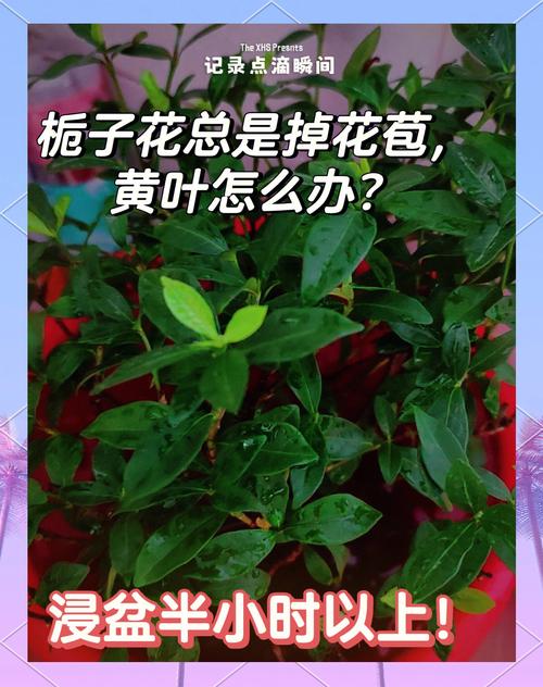 栀子花为什么掉花苞，栀子花掉花苞什么原因造成的？-第2张图片-优品飞百科