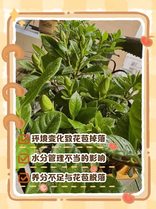 栀子花为什么掉花苞，栀子花掉花苞什么原因造成的？-第3张图片-优品飞百科
