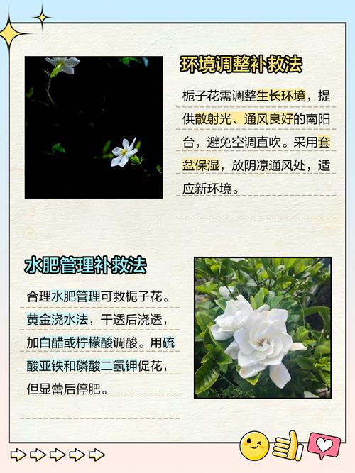 栀子花为什么掉花苞，栀子花掉花苞什么原因造成的？-第5张图片-优品飞百科