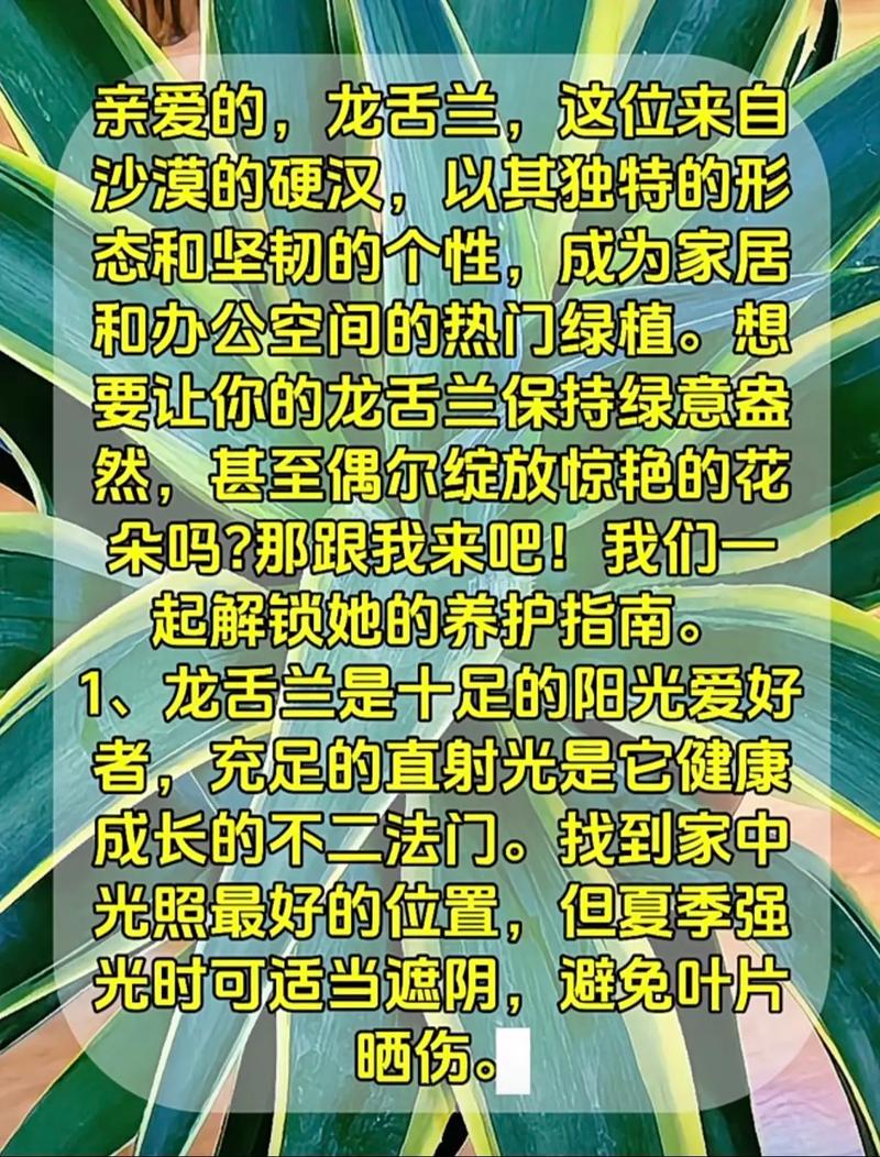 龙舌兰怎么养，冰山龙舌兰怎么养-第1张图片-优品飞百科