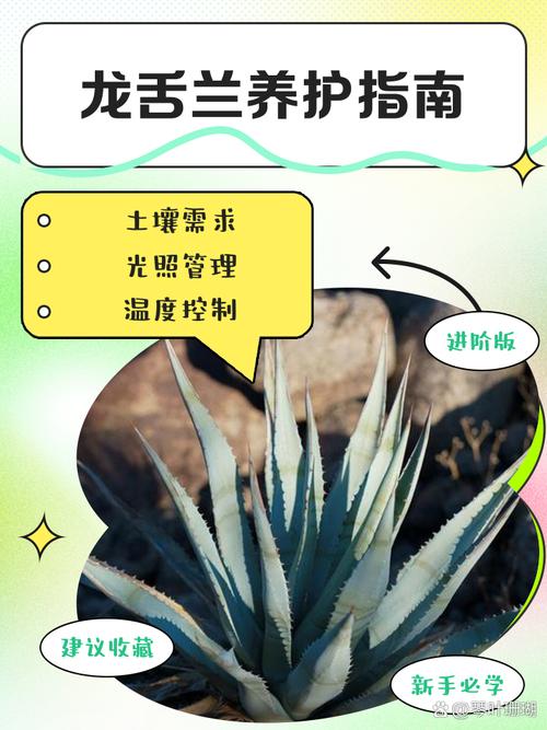 龙舌兰怎么养，冰山龙舌兰怎么养-第2张图片-优品飞百科