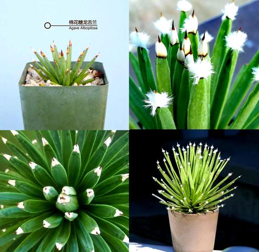 龙舌兰怎么养，冰山龙舌兰怎么养-第3张图片-优品飞百科