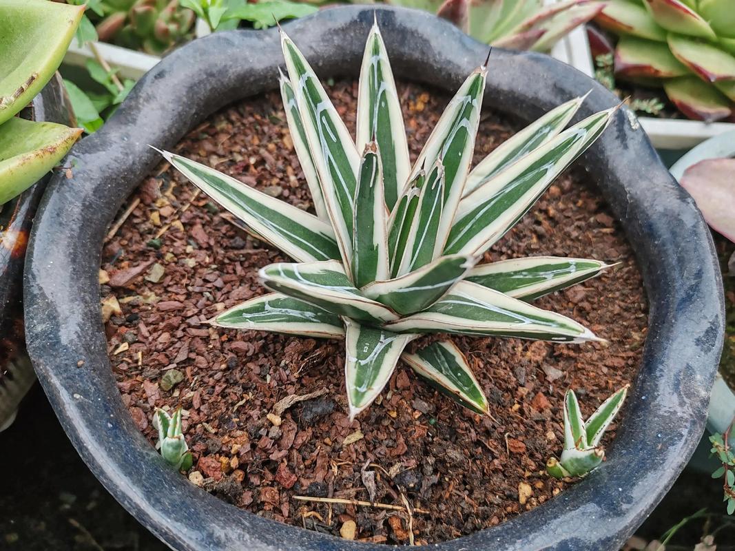 龙舌兰怎么养，冰山龙舌兰怎么养-第4张图片-优品飞百科