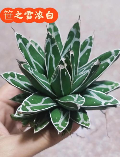 龙舌兰怎么养，冰山龙舌兰怎么养-第5张图片-优品飞百科