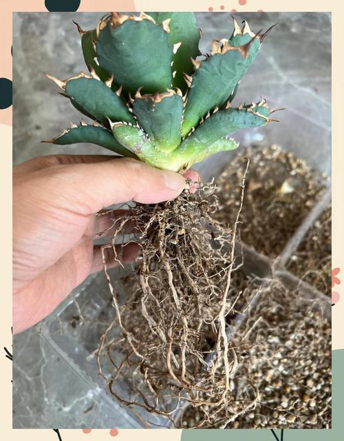 龙舌兰怎么养，冰山龙舌兰怎么养-第6张图片-优品飞百科