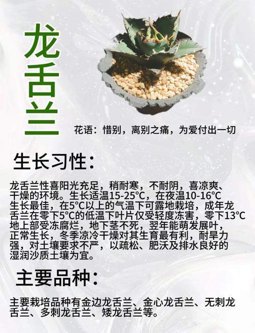 龙舌兰怎么养，冰山龙舌兰怎么养-第7张图片-优品飞百科