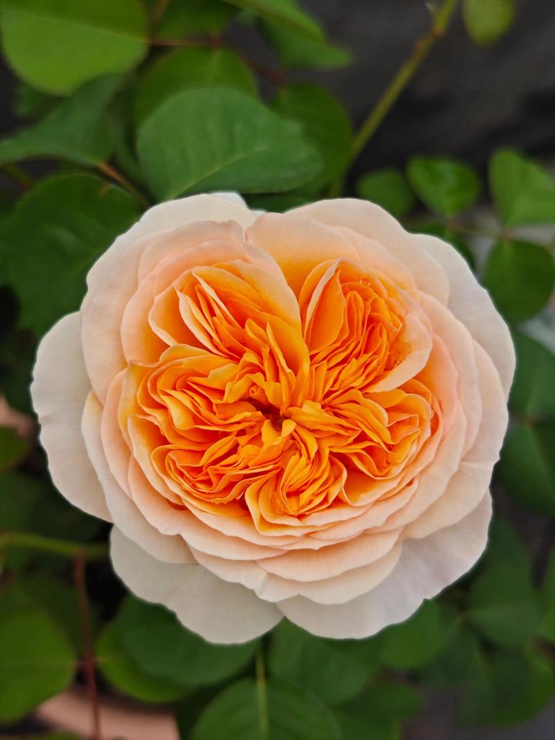 月季的花语是什么，什么时候开花，各种月季的花语-第3张图片-优品飞百科