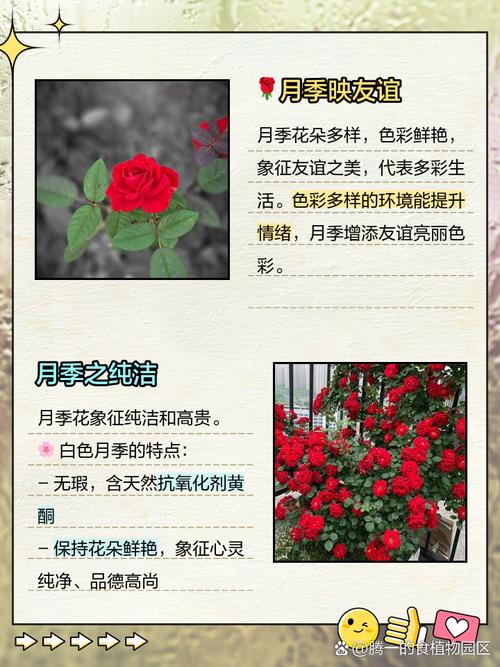 月季的花语是什么，什么时候开花，各种月季的花语-第4张图片-优品飞百科