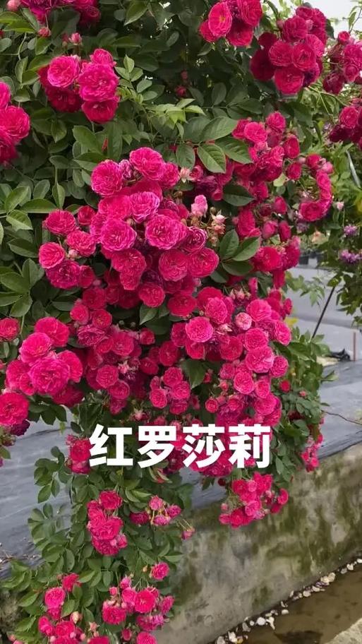 月季的花语是什么，什么时候开花，各种月季的花语-第5张图片-优品飞百科