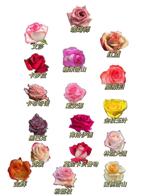 月季的花语是什么，什么时候开花，各种月季的花语-第6张图片-优品飞百科