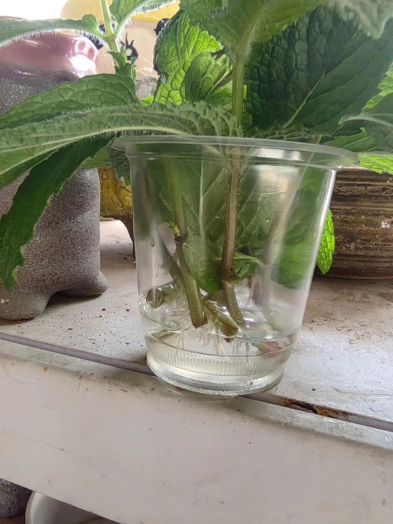 薄荷分株繁殖方法，薄荷繁殖方法殖方法和注意事项