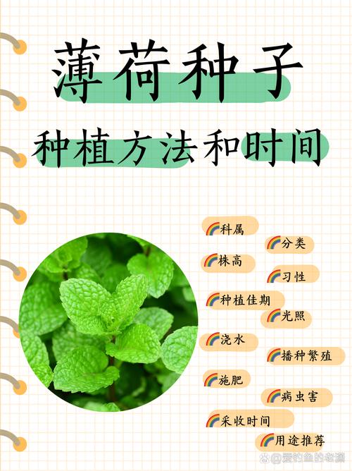 薄荷分株繁殖方法，薄荷繁殖方法殖方法和注意事项-第2张图片-优品飞百科