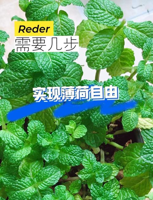 薄荷分株繁殖方法，薄荷繁殖方法殖方法和注意事项-第3张图片-优品飞百科