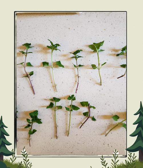 薄荷分株繁殖方法，薄荷繁殖方法殖方法和注意事项-第4张图片-优品飞百科