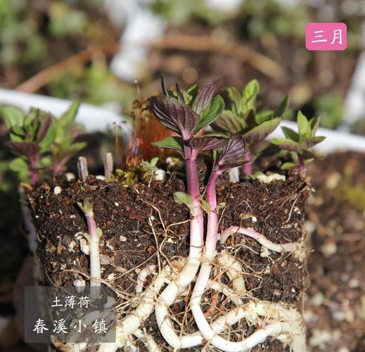 薄荷分株繁殖方法，薄荷繁殖方法殖方法和注意事项-第5张图片-优品飞百科