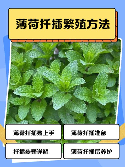 薄荷分株繁殖方法，薄荷繁殖方法殖方法和注意事项-第6张图片-优品飞百科