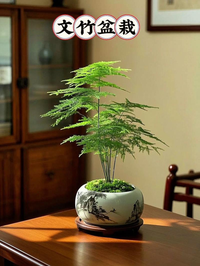 文竹怎么养才能长的好，文竹怎样养长的好？