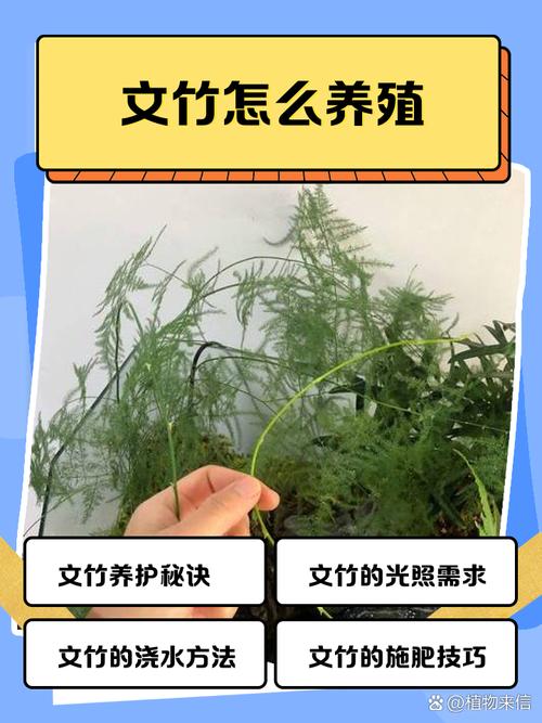 文竹怎么养才能长的好，文竹怎样养长的好？-第4张图片-优品飞百科