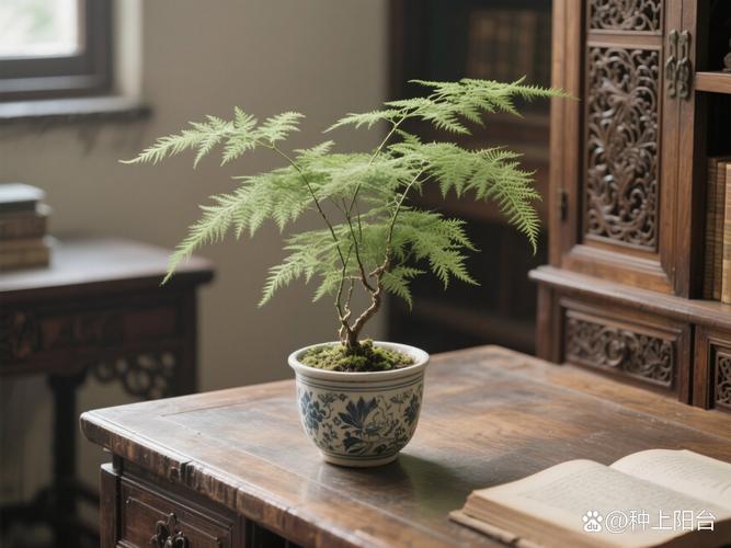 文竹怎么养才能长的好，文竹怎样养长的好？-第5张图片-优品飞百科