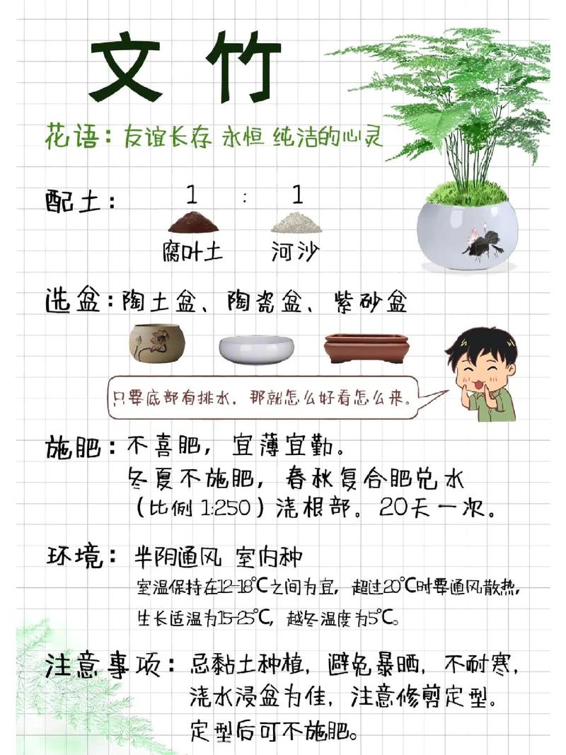 文竹怎么养才能长的好，文竹怎样养长的好？-第7张图片-优品飞百科