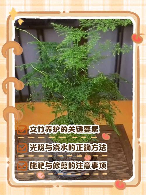 文竹怎么养才能长的好，文竹怎样养长的好？-第8张图片-优品飞百科