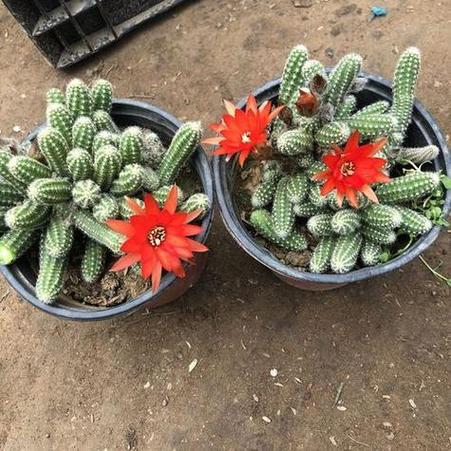 仙人指长太长了怎么办?仙人指枝条太长怎么修剪?-第2张图片-优品飞百科 仙人指长太长了怎么办?仙人指枝条太长怎么修剪?-第2张图片-优品飞百科