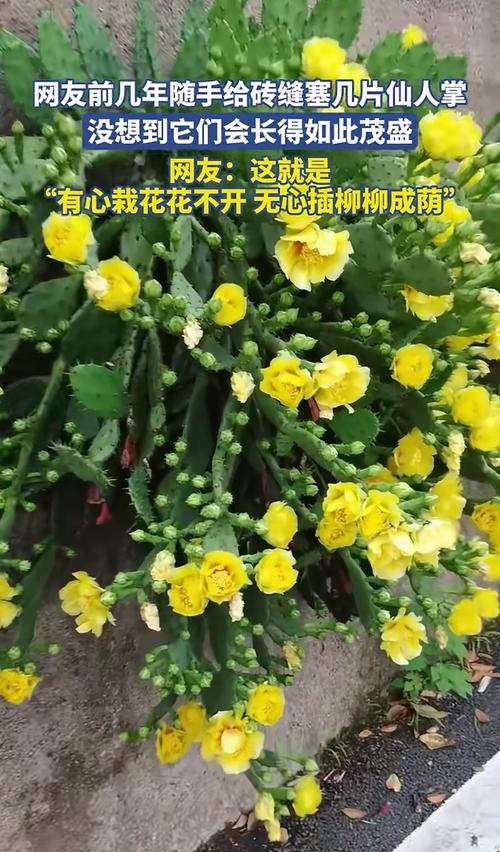 仙人指长太长了怎么办?仙人指枝条太长怎么修剪?-第3张图片-优品飞百科 仙人指长太长了怎么办?仙人指枝条太长怎么修剪?-第3张图片-优品飞百科