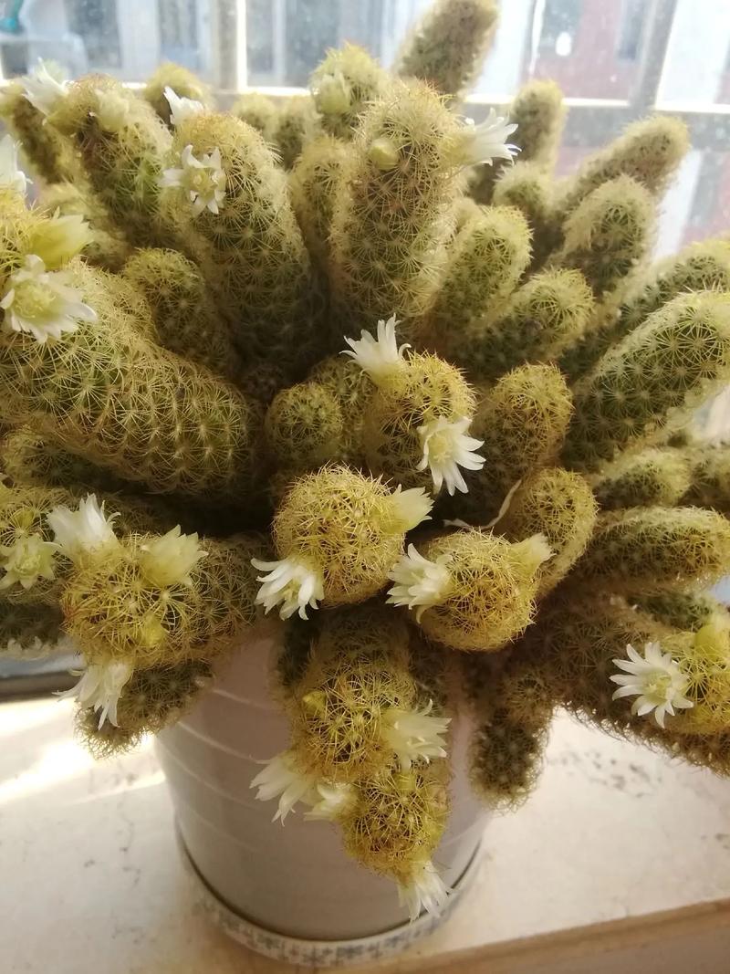 仙人指长太长了怎么办?仙人指枝条太长怎么修剪?-第5张图片-优品飞百科 仙人指长太长了怎么办?仙人指枝条太长怎么修剪?-第5张图片-优品飞百科