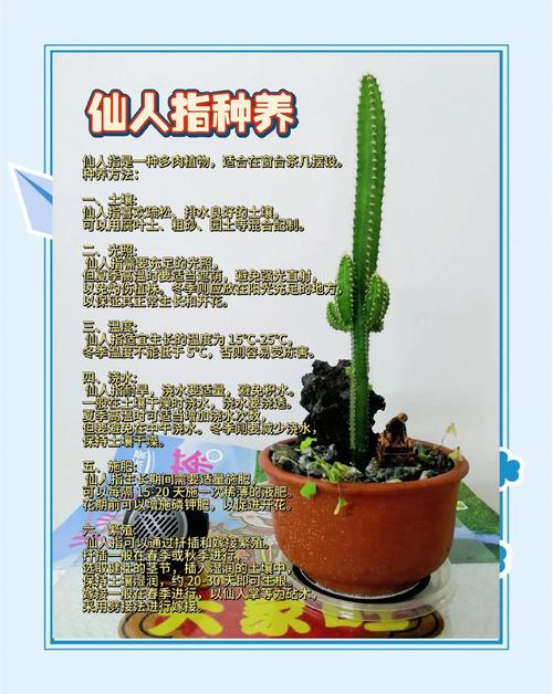 仙人指长太长了怎么办?仙人指枝条太长怎么修剪?-第6张图片-优品飞百科 仙人指长太长了怎么办?仙人指枝条太长怎么修剪?-第6张图片-优品飞百科