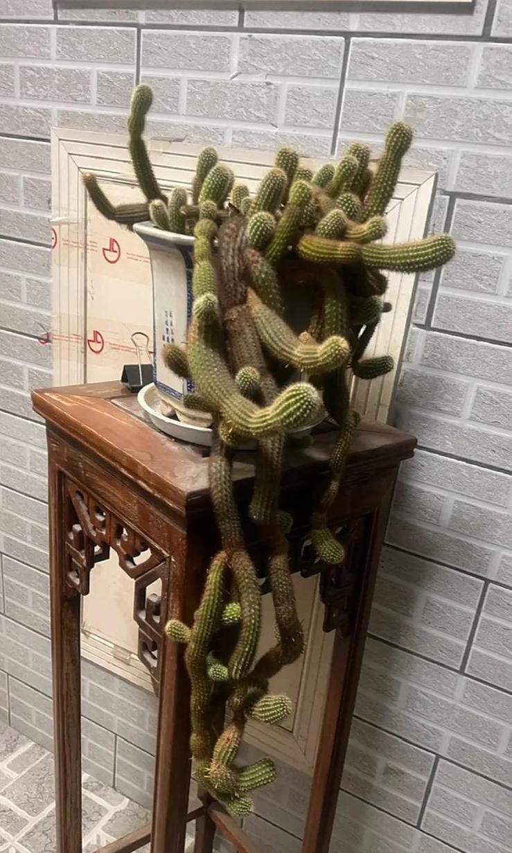 仙人指长太长了怎么办?仙人指枝条太长怎么修剪?-第7张图片-优品飞百科 仙人指长太长了怎么办?仙人指枝条太长怎么修剪?-第7张图片-优品飞百科