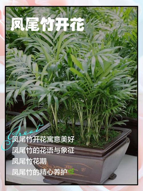 凤尾竹会开花吗？凤尾竹会开花吗?？