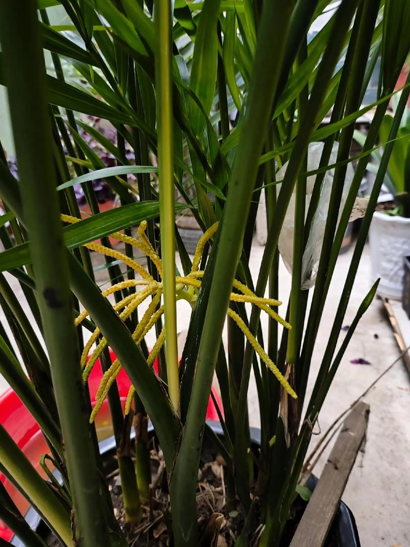 凤尾竹会开花吗？凤尾竹会开花吗?？-第2张图片-优品飞百科