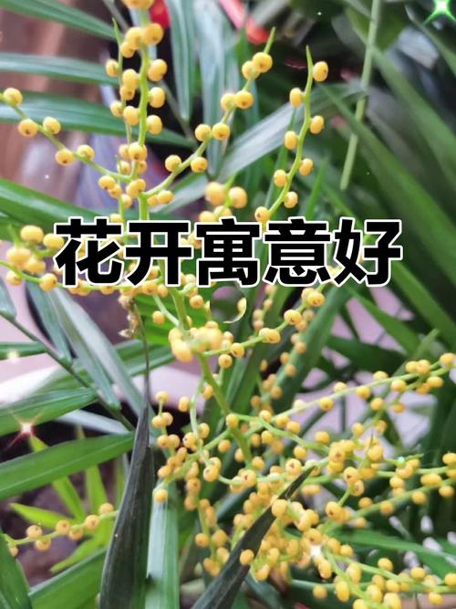 凤尾竹会开花吗？凤尾竹会开花吗?？-第3张图片-优品飞百科