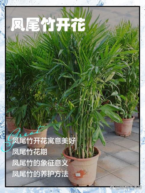 凤尾竹会开花吗？凤尾竹会开花吗?？-第4张图片-优品飞百科