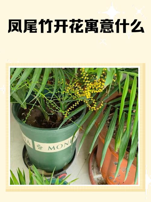 凤尾竹会开花吗？凤尾竹会开花吗?？-第5张图片-优品飞百科