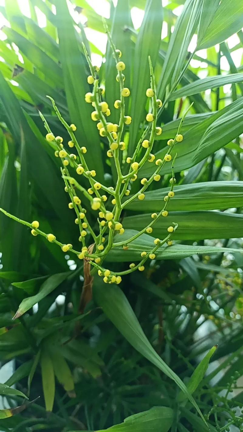 凤尾竹会开花吗？凤尾竹会开花吗?？-第6张图片-优品飞百科