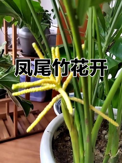 凤尾竹会开花吗？凤尾竹会开花吗?？-第7张图片-优品飞百科