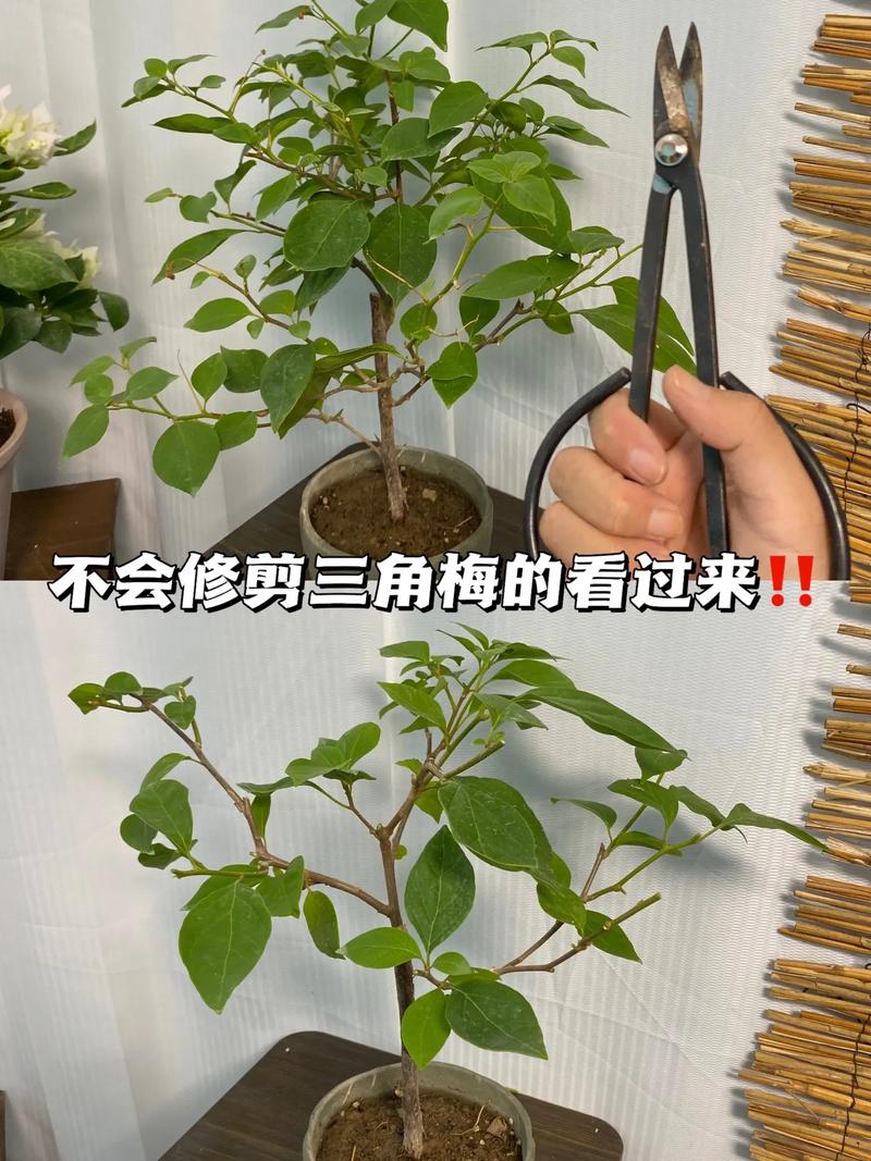 三角梅怎样修剪开花多，三角梅怎样修剪开花多,3个技巧让你的三角梅繁花似锦!？