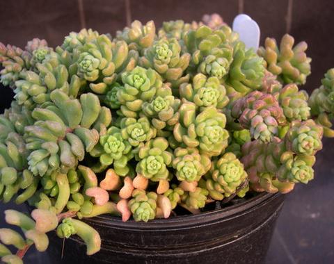 多肉春之奇迹怎么养？多肉春之奇迹可以长多大？