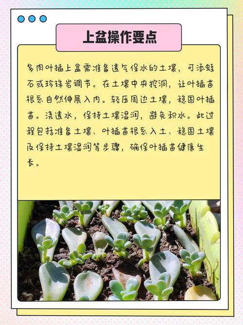 多肉春之奇迹怎么养？多肉春之奇迹可以长多大？-第2张图片-优品飞百科