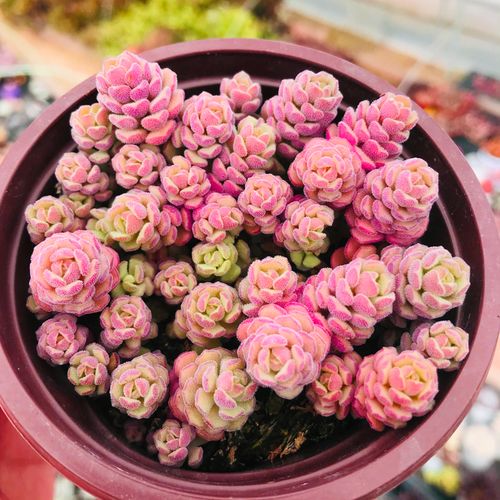 多肉春之奇迹怎么养？多肉春之奇迹可以长多大？-第3张图片-优品飞百科