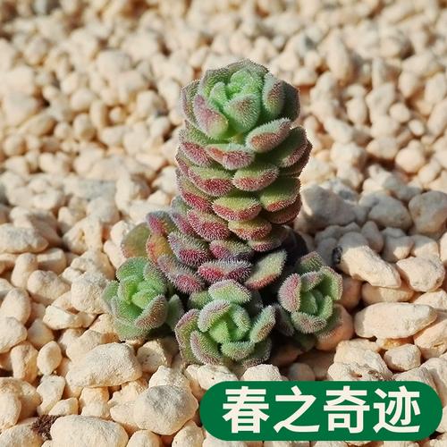 多肉春之奇迹怎么养？多肉春之奇迹可以长多大？-第4张图片-优品飞百科