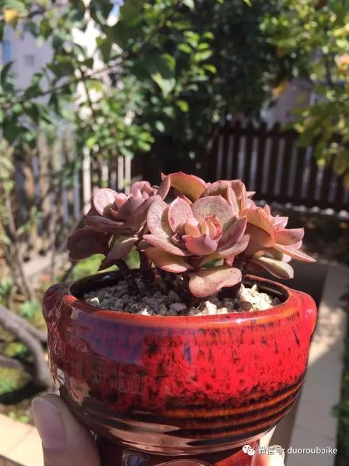 多肉春之奇迹怎么养？多肉春之奇迹可以长多大？-第5张图片-优品飞百科