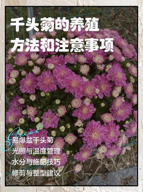 多头菊扦插方法？多头菊扦插方法图解？