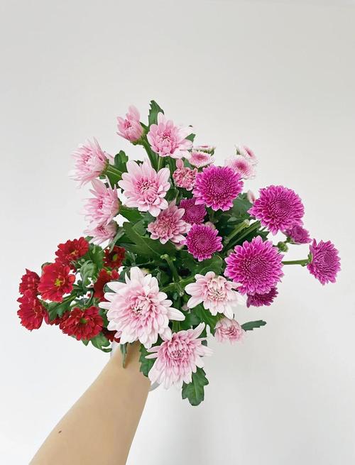 多头菊扦插方法？多头菊扦插方法图解？-第2张图片-优品飞百科